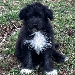Absolute de La Rive - Black male Pyrenean Shepherd puppy in Ripley, Ohio from La Rive Pyr Sheps LLC