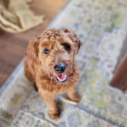 Scout - Goldendoodle
