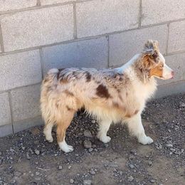 Groot - Miniature Australian Shepherd