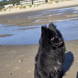 Pomeranian Puppies from Mary's Pomeranians