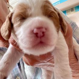 Valentina - Sable and white female Cockapoo puppy in Sewell, New Jersey from Della Luna Cocker Spaniels and Cockapoo Puppies