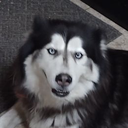 Sapphire - Siberian Husky