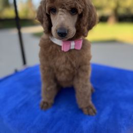 Hot pink collar girl - Apricot female Poodle puppy in Riverside, California from Riverside red poodles