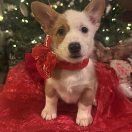 Reba - Red female Pembroke Welsh Corgi puppy in Rosharon, Texas from Hallin’ Corgis