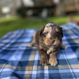 Rambo - Brown merle male Aussiedoodle puppy in Liberty, Texas from Poodles and Doodles Most Excellent Adventures