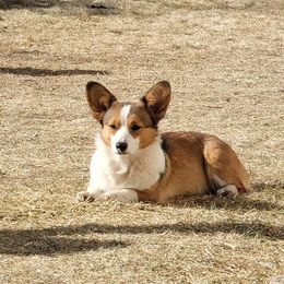 Pembroke Welsh Corgi All Grown Up from Diamond O