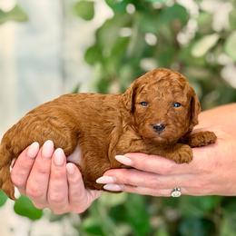 Athos - Red  male Poodle puppy in Salem, Oregon from Lavish Poodles