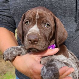 Girl 3 - Brown and gray female Wirehaired Pointing Griffon puppy in Emmett, Idaho from Idaho Wirehaired Pointing Griffons