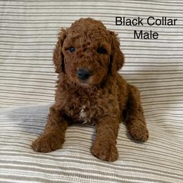 Black Collar Male - Red  male Goldendoodle puppy in Pasadena, Texas from Knightsbane Standard Poodles