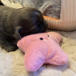 Peppers - Blue female Shih Tzu puppy in Wyoming, Michigan from Shih Tzu Shenanigans