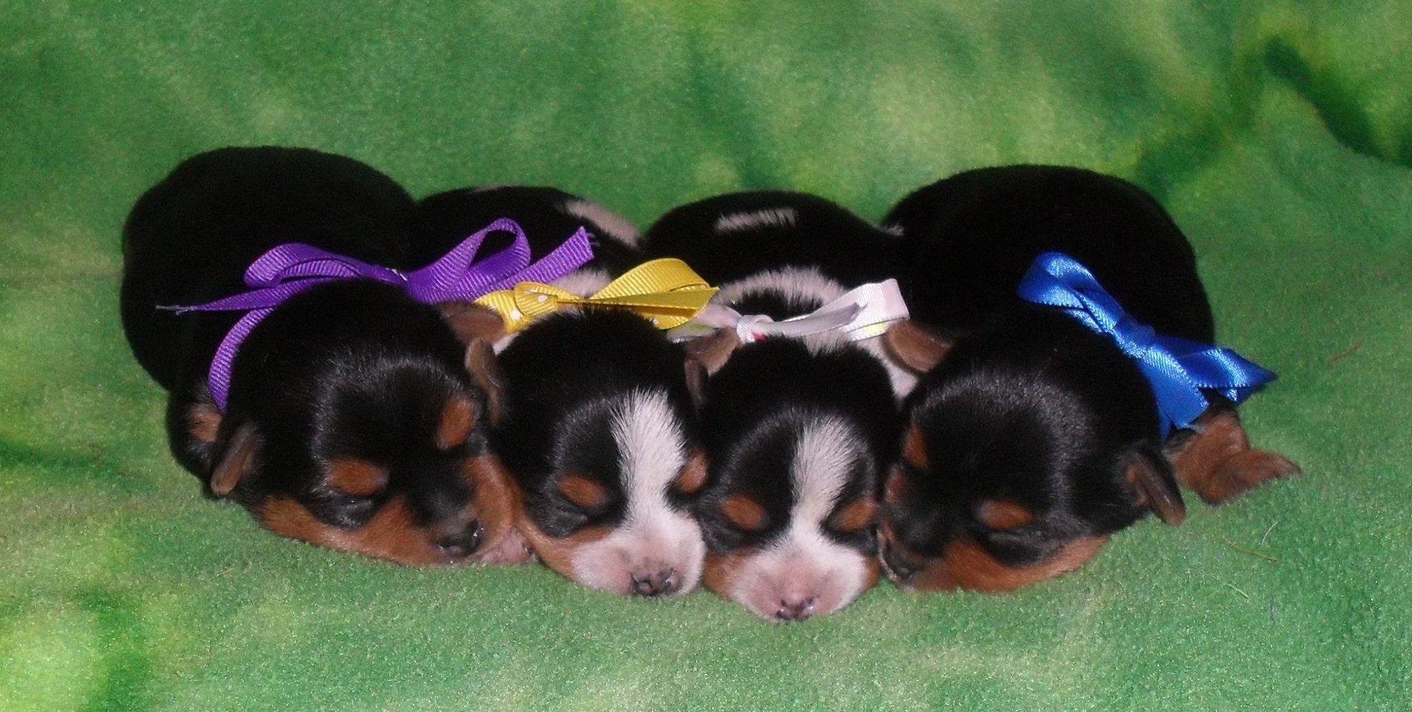 Silver valley sale yorkies