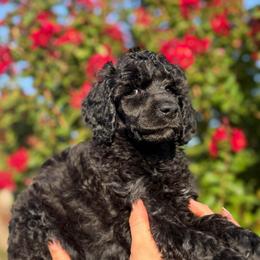 Daisy - Black female Poodle puppy in Midwest City, Oklahoma from Strawberry Hill Puppy Patch