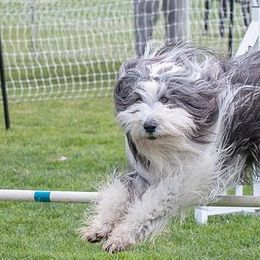 Bearded Collies from MtnView