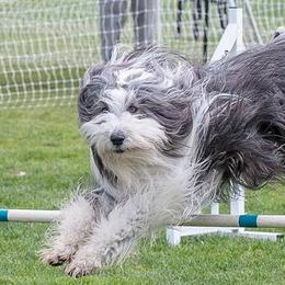 Bearded Collies from MtnView