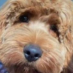 Assorted Doodle Crosses, Australian Labradoodles, Bernedoodles, Goldendoodles, and Labradoodles from Erica’s Doodles
