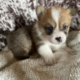 "Oh come on do I have to sit still for this?" Pembroke Welsh Corgi Puppies from Rockin A Farms