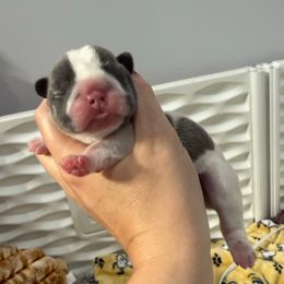 Nemo - Blue male French Bulldog puppy in New Hampton, New Hampshire from Kismet French Bulldogs