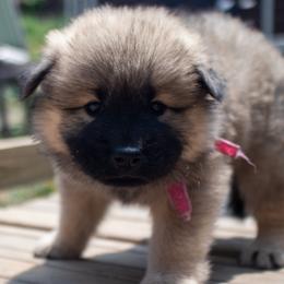 Ana - Pink Collar - Red female Eurasier puppy in Lakewood, Ohio from Exquisite Eurasier