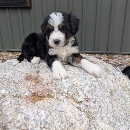 Chase - Tri-color male Bernedoodle puppy in Beach City, Ohio from Blue Cloud Doodles