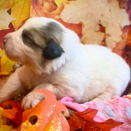 LETTI Purple collar female - White and badger female Great Pyrenees puppy in Fair Grove, Missouri from Allen Wags & Woolies