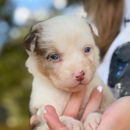 Promise AKC - Red merle female Australian Shepherd puppy in Polk City, Florida from Skaky Shepherds