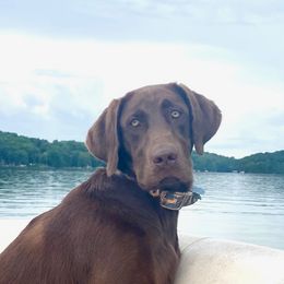 Labrador Retrievers from Sleepy Hound Farm