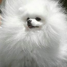 Pomeranian Puppies from Florida Loyals Pomeranian Breeder