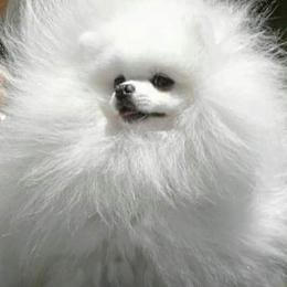 Pomeranian Puppies from Florida Loyals Pomeranian Breeder