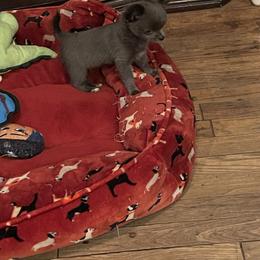 Chihuahua Puppies from Anastasia’s Tiny Pupps