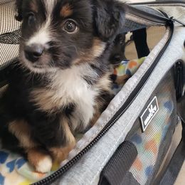 Toy Australian Shepherd Puppies from Reflections of Star Crest Kennel