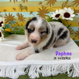 Daphne - Blue merle female Australian Shepherd puppy in El Dorado Springs, Missouri from OR Aussies
