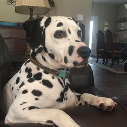 Lola - Dalmatian