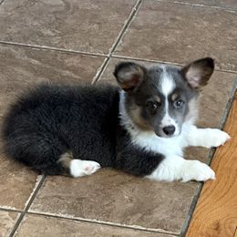Pembroke Welsh Corgi Puppies from Low Rider Corgis Co