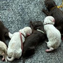 Labradoodle puppies from Lovely Labradoodles