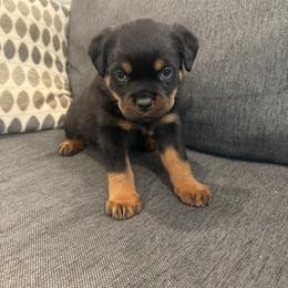 Luna - Black and mahogany female Rottweiler puppy in Parker, Colorado from Denver Rottweilers
