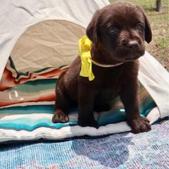 Yellow collar - Chocolate female Labrador Retriever puppy in Dunnellon, Florida from Quail Meadow Labradors