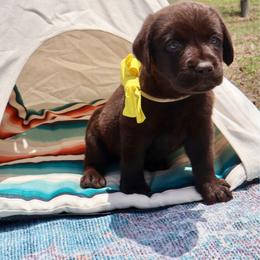 Yellow collar - Chocolate female Labrador Retriever puppy in Dunnellon, Florida from Quail Meadow Labradors