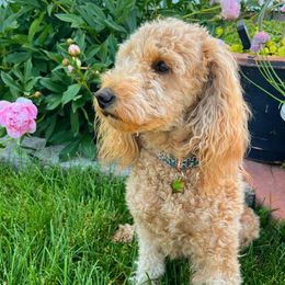 Eevee - Poodle