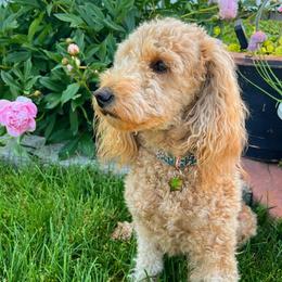 Eevee - Poodle