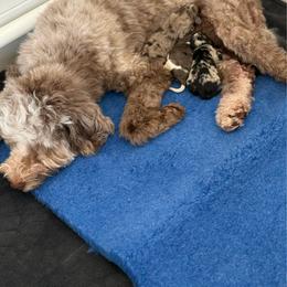 Boy 1 Solid Chocolate - Chocolate male Goldendoodle puppy in Warsaw, Ohio from Lovabledoodles