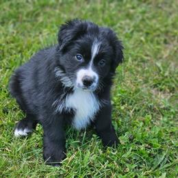 Mojave - Black & white male Miniature Australian Shepherd puppy in Orrtanna, Pennsylvania from Mountain Top Shepherd's