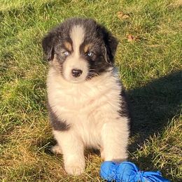 Boy 1 - Black tri-color male Australian Shepherd puppy in Tekonsha, Michigan from Cottage Farm Aussies