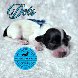 DOTS - Piebald male Dachshund puppy in Columbia, Louisiana from Diamond 5R Ranch AKC & CKC Miniature Dachshunds