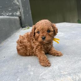 Sunny - Red female Cavapoo puppy in Spanish Fork, Utah from Poseydoodle