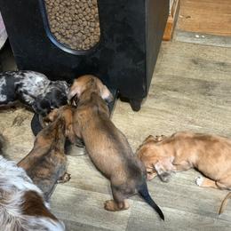 Dachshund Puppies from Witchy Woman’s Wiener’s