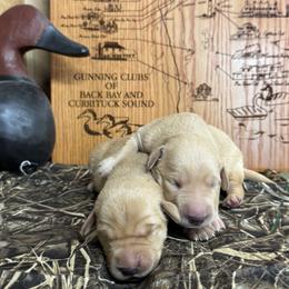 Labrador Retriever puppies from Next Generation