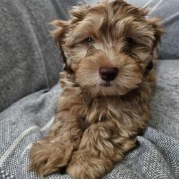 Jordie - Apricot male Havapoo puppy in Louisville, Kentucky from Derbyville Havapoos