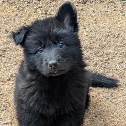 Nando - Bi-color male German Shepherd puppy in Olean, New York from F&B Kennels