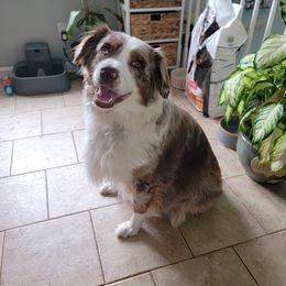 Luna - Australian Shepherd