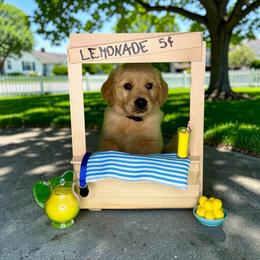 Suma - Golden male Golden Retriever puppy in Salem, Virginia from Virginia Goldens